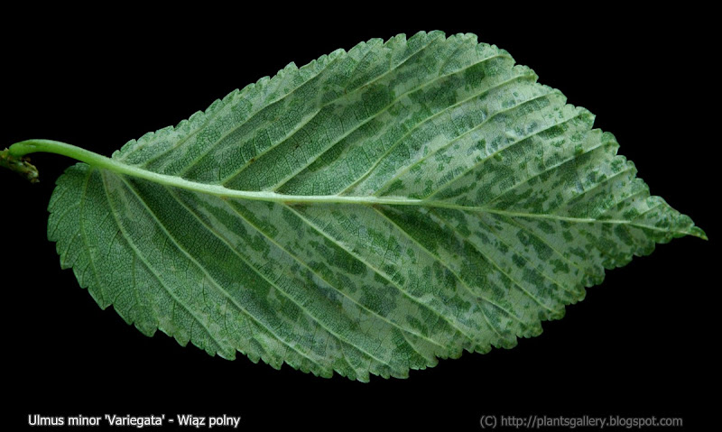Ulmus minor 'Variegata' - Wiąz polny liść