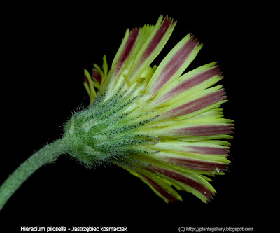 Hieracium pilosella - Jastrzębiec kosmaczek