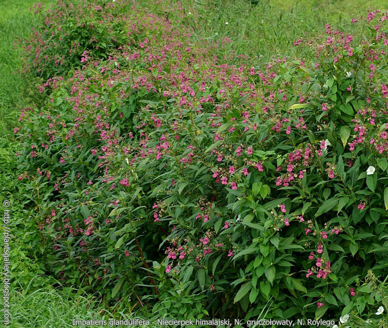 Impatiens glandulifera  habit of flowering plant  - Niecierpek himalajski    pokrój kwitnącej rośliny