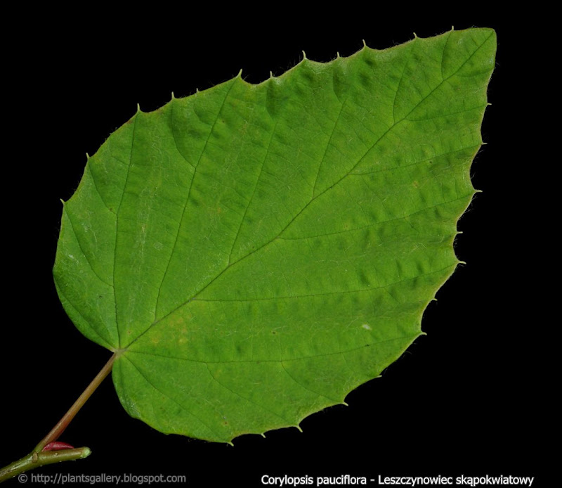 Corylopsis pauciflora leaf - Leszczynowiec skąpokwiatowy liść 