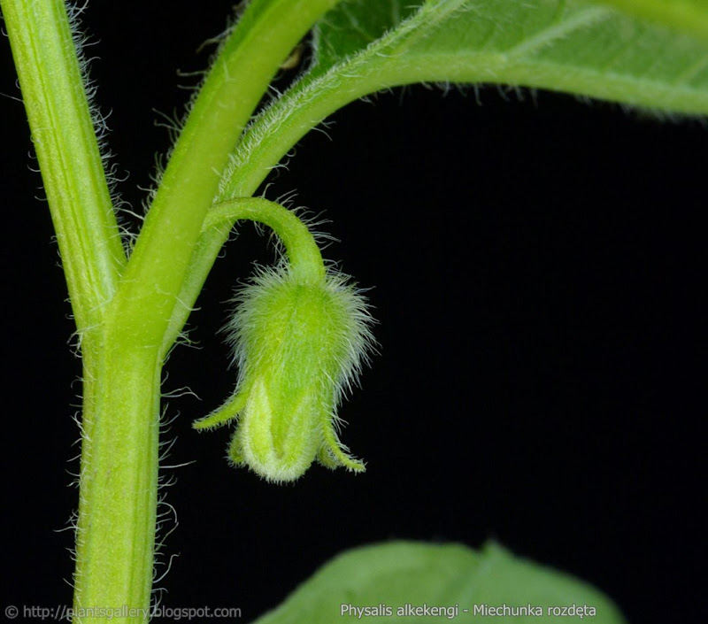 Physalis alkekengi flower bud  - Miechunka rozdęta pąk kwiatowy 