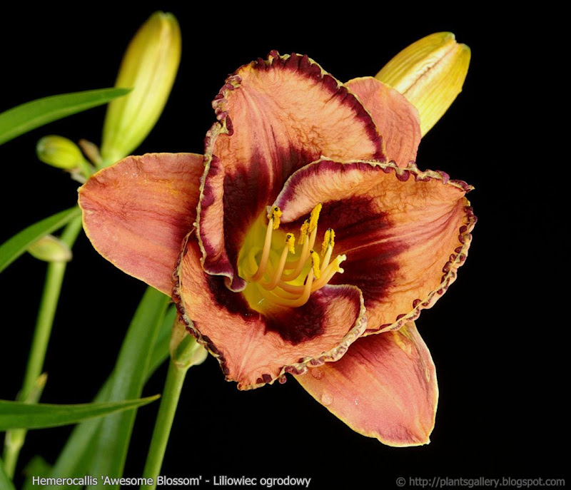 Hemerocallis 'Awesome Blossom' - Liliowiec ogrodowy 'Awesome Blossom' 