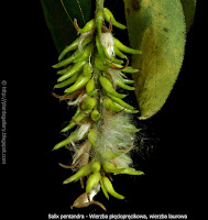 Salix pentandra fruit - Wierzba pięciopręcikowa, wierzba laurowa owoc