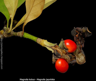 Magnolia kobus fruit - Magnolia japońska owoce