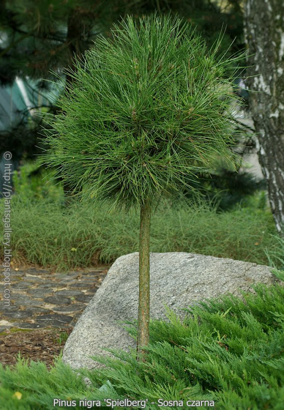 Pinus nigra Spielberg