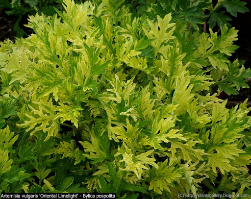 https://lh5.ggpht.com/_7D1MyJsmqe4/SsFFWEI7WiI/AAAAAAAARhk/sQFo3y1cnrw/IMGP5234%20%20Artemisia%20vulgaris%20%27Aureovariegata%27%20-%20Bylica%20pospolita.JPG