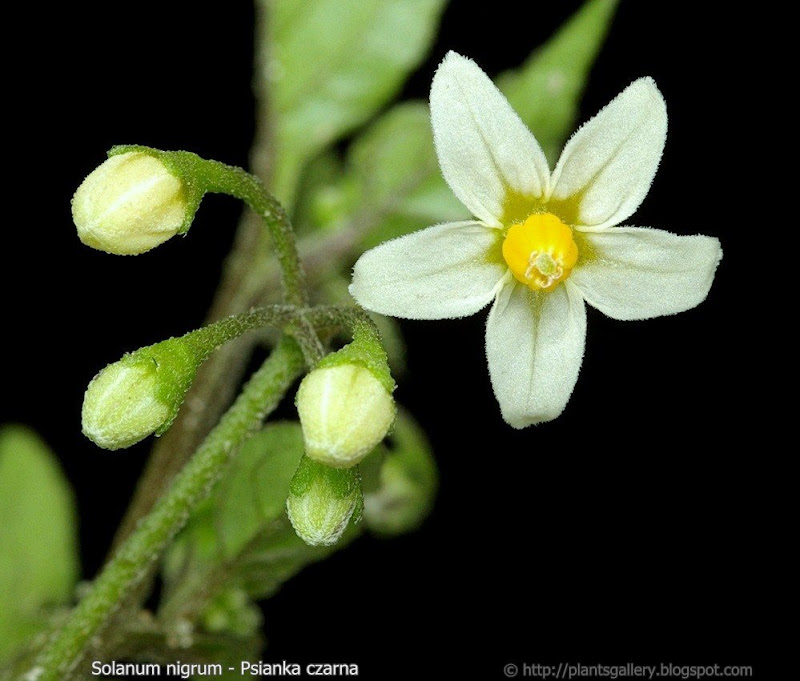 Solanum nigrum flower and flower bud - Psianka czarna kwiat i pąk kwiatowy 