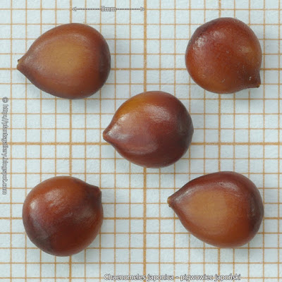 Chaenomeles japonica seed - Pigwowiec japoński nasiona