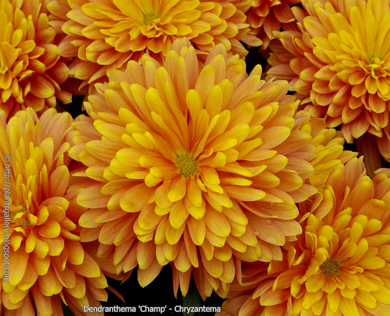Dendranthema 'Champ' flowers  - Chryzantema 'Champ' kwiaty 