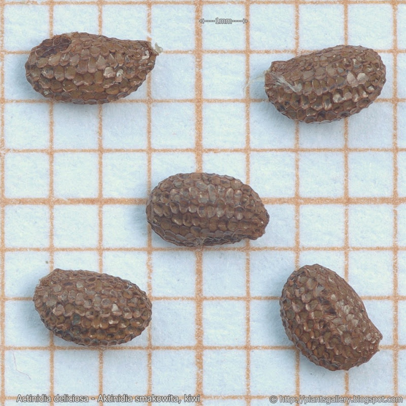 Actinidia deliciosa seed - Aktinidia smakowita, kiwi nasiona
