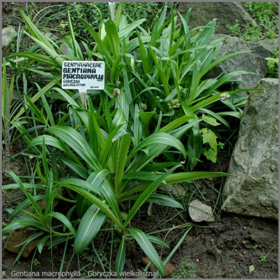 Gentiana macrophylla - Goryczka wielkolistna