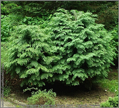 Chamaecyparis lawsoniana 'Dow's Gem' - Cyprysik Lawsona 'Dow`s Gem'