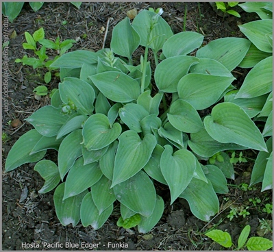 Hosta 'Pacific Blue Edger' - Funkia 'Pacific Blue Edger'