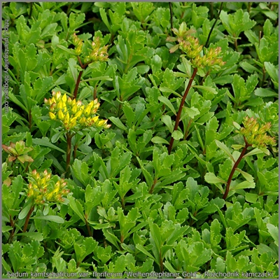 Sedum kamtschaticum var. floriferum 'Weihenstephaner Gold' - Rozchodnik kamczacki