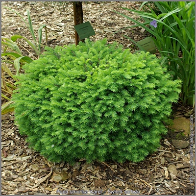 Picea omorika 'Karel' - Świerk serbski 'Karel'