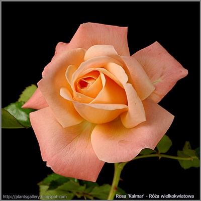  Rosa 'Kalmar' - Róża wielkokwiatowa 'Kalmar'