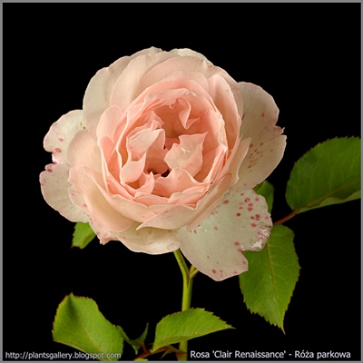 Rosa 'Clair' - Róża parkowa 'Clair'