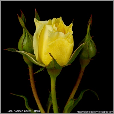 Rosa 'Golden Cover' - Róża krzaczasta 'Golden Cover'