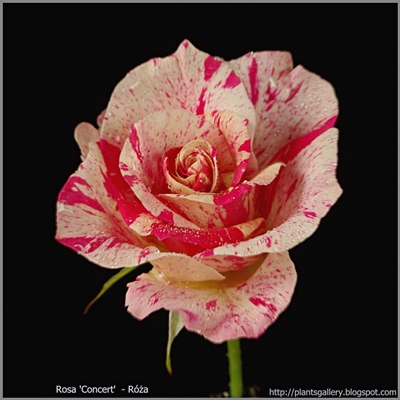 Rosa 'Concert' - Róża 'Concert'