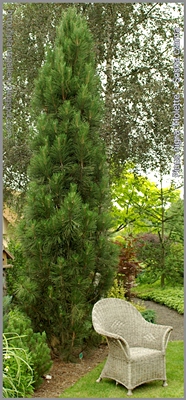 Pinus nigra 'Molette' - Sosna czarna 'Molette'