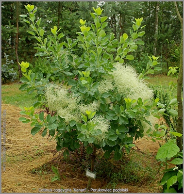 Cotinus coggygria 'Kanari' - Perukowiec podolski