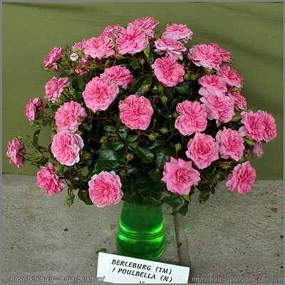 Rosa 'Berleburg' - Róża 'Berleburg'