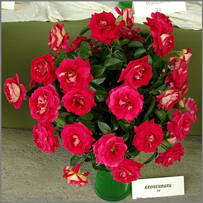 Rosa 'Kronenburg' - Róża 'Kronenburg' 