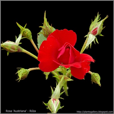 Rosa 'Austriana' - Róża 'Austriana'