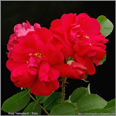 Rosa 'Hansaland' - Róża 'Hansaland'
