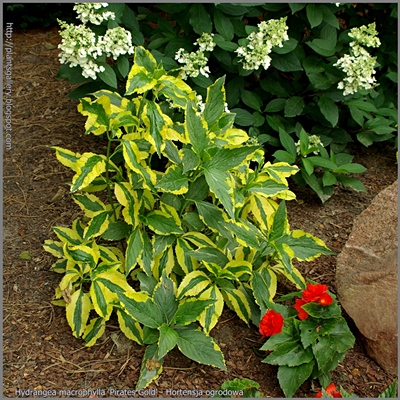  Hydrangea macrophylla 'Pirates Gold' - Hortensja ogrodowa 'Pirates Gold'