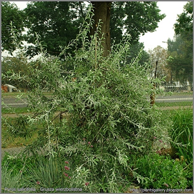  Pyrus salicifolia - Grusza wierzbolistna