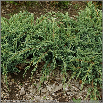 Juniperus squamata 'Blue Spider' - Jałowiec łuskowaty 'Blue Spider'