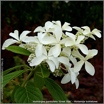 Hydrangea paniculata 'Great Star' - Hortensja bukietowa 'Great Star' 