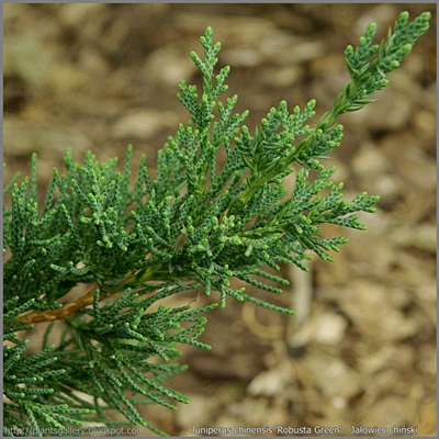 Juniperus chinensis 'Robusta Green' - Jałowiec chiński 'Robusta Green' 