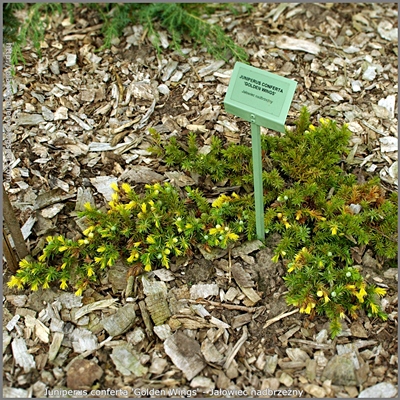 Juniperus conferta 'Golden Wings' - Jałowiec nadbrzeżny 'Golden Wings' 