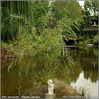 Salix sepulcralis - Wierzba płacząca