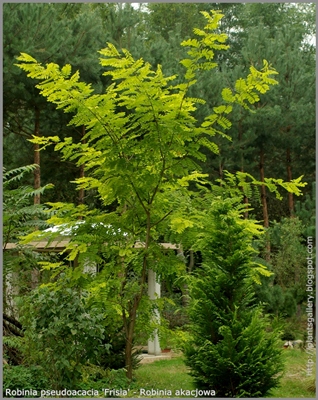 Robinia pseudoacacia 'Frisia' - Robinia akacjowa 'Frisia'