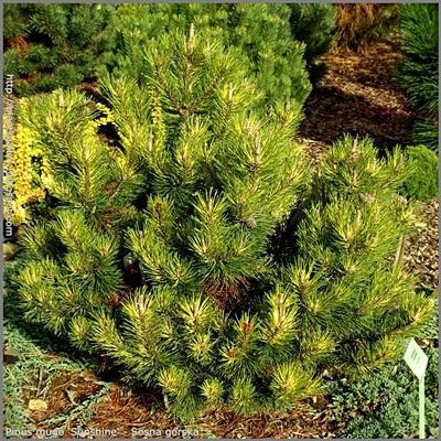 Pinus mugo 'Sunshine' - Sosna górska 'Sunshine'