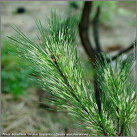 Pinus densiflora 'Oculus Draconis' - Sosna gęstokwiatowa 