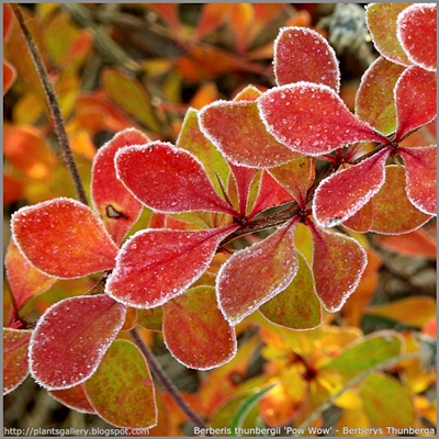 Berberis thunbergii 'Pow Wow' - Berberys Thunberga 'Pow Wow' 