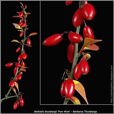 Berberis thunbergii 'Pow Wow' fruit - Berberys Thunberga 'Pow Wow' owoce