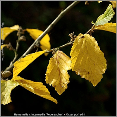 Hamamelis x intermedia 'Feuerzauber' autumn leaf - Oczar pośredni 'Feuerzauber' liście jesienią