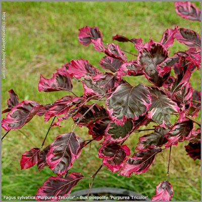Fagus sylvatica 'Purpurea Tricolor' - Buk pospolity 'Purpurea Tricolor' liście