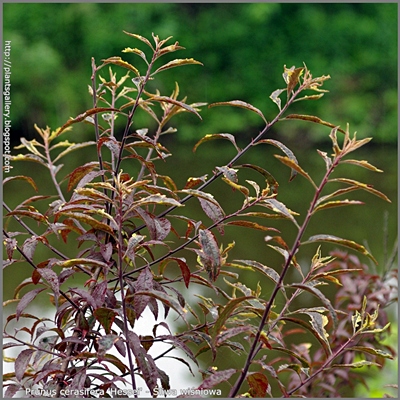 Prunus cerasifera 'Hessei' - Śliwa wiśniowa 'Hessei' młode przyrosty