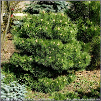 Pinus nigra 'Hornibrookiana' - Sosna czarna 'Hornibrookiana'