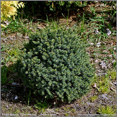 Picea glauca 'Echiniformis' - Świerk biały 'Echiniformis' 