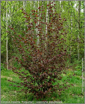 Corylus maxima 'Purpurea' - Leszczyna południowa pokrój młodej rośliny