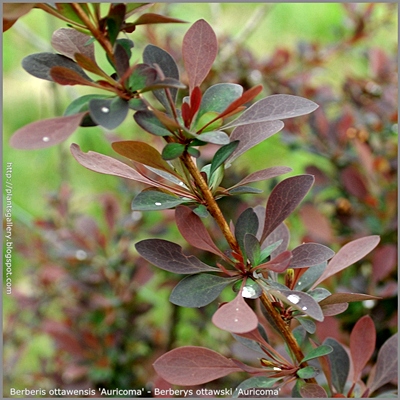 Berberis ottawensis 'Auricoma' leaf spring- Berberys ottawski  'Auricoma' liście wiosną