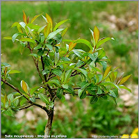 Salix moupinensis - Wierzba mupińska