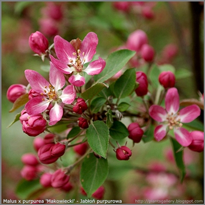 Malus x purpurea 'Makowiecki' - Jabłoń purpurowa 'Makowiecki' pąki kwiatowe
